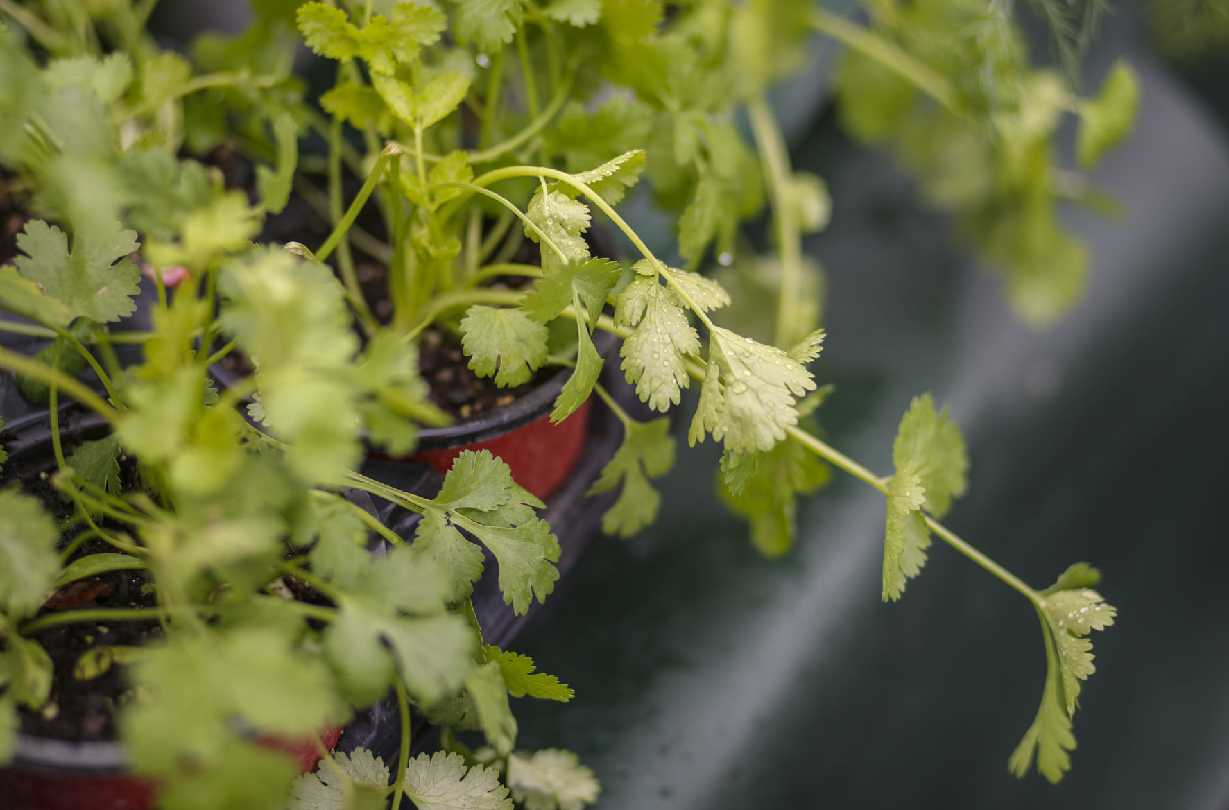 051119-qct-qca-farmers-market-009